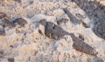 tower snail fossils